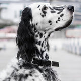 Kollu Collar - Black 