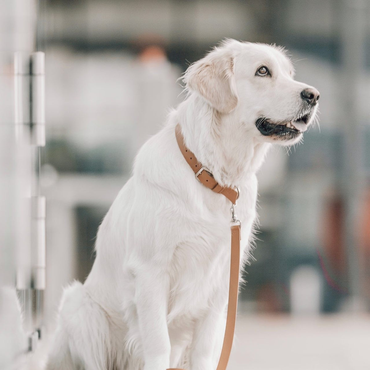 Kollu Collar - Camel 