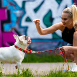 Martingale Collar - Red Graffiti